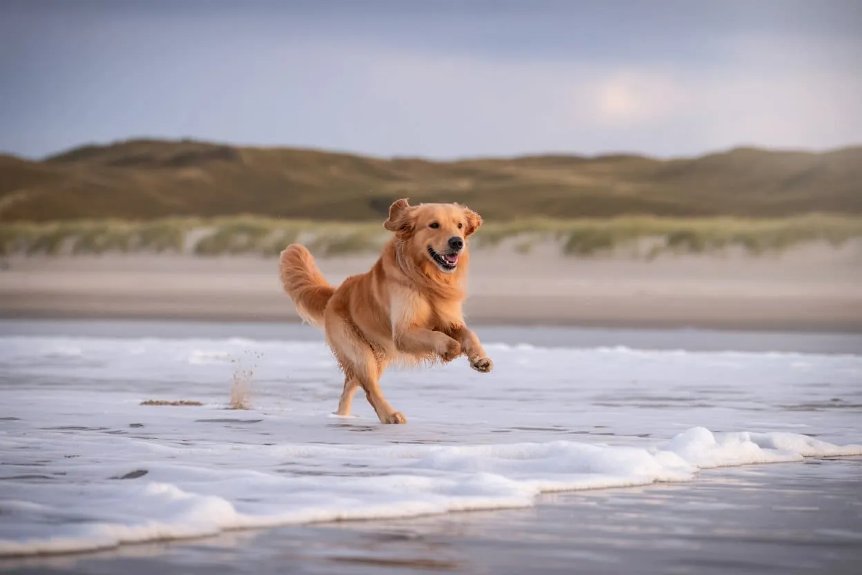 Sylt mit Hund