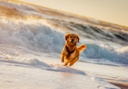Urlaub mit Hund buchen