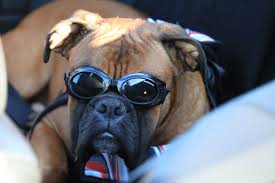 Hundstage 2017 Hundstage 2017