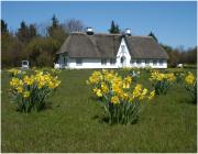 Frühling auf Sylt Frühling auf Sylt